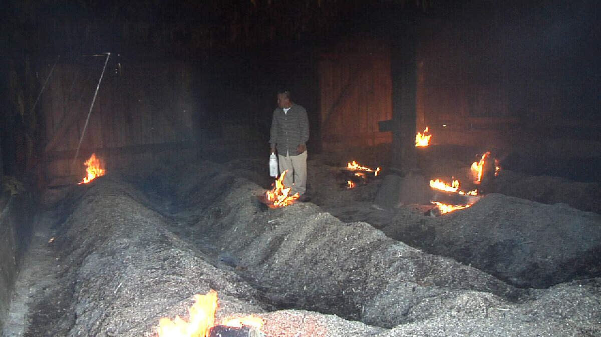 Left: Workers at Smith Family Farms near Murray prepared to cut tobacco standing in the field in September. The wood slabs are used during the  firing and curing process. 

Right: José Luis Tapia  Rodriguez lit fires that help cure dark-fired tobacco. Its market has grown steadily  during the past 25 years.    