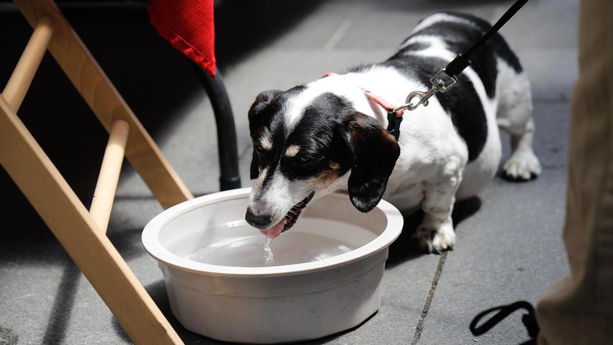 Daisy drinks from a water bowl on Saturday, June 24, 2023, at Fifth Third Pavilion in Lexington, Ky. Keeping pets hydrated is critical during the hot days of summer in South Florida.