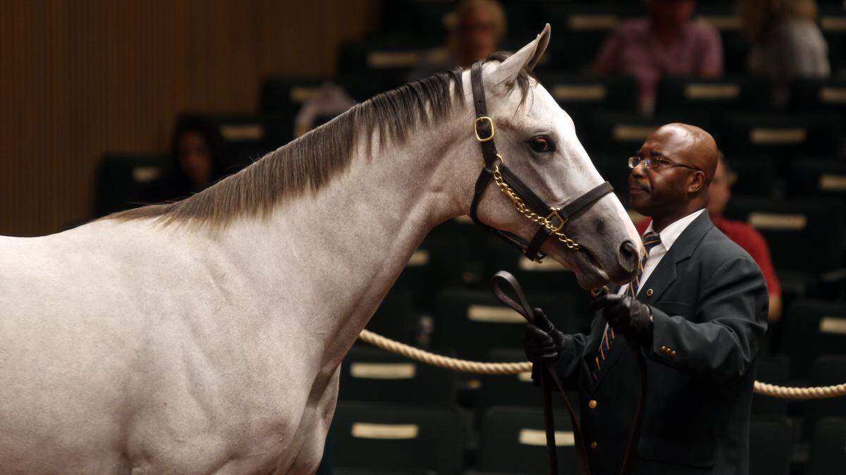 Hip No. 402,  a gray son of Tapit held by J.R. Guy, went to Barbara Banke's Stonestreet Stables for $700,000. The colt was bred by Georgetown-based Bruce McMillin and Tapit Syndicate.  