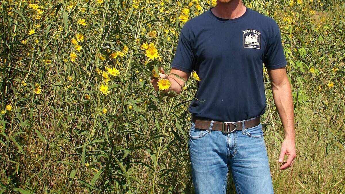 Roundstone Native Seed co-founder John Seymour in a field of Maximilian sunflowers