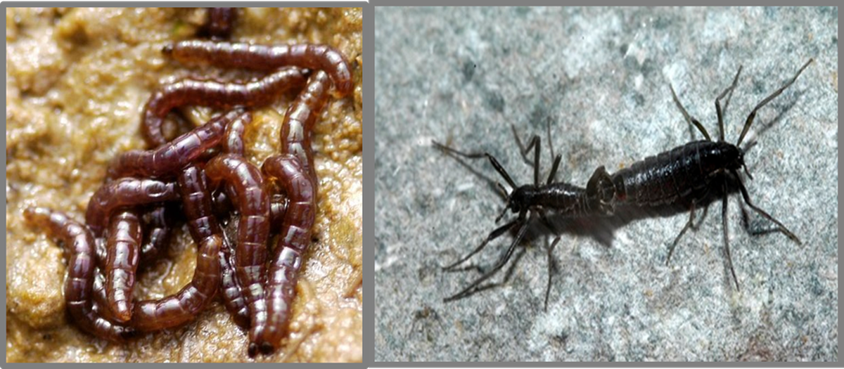Pictured are the larvae of midges (left) and adult (right) midges. The insect is the only known insect able to inhabit the harsh climate of Antarctica.