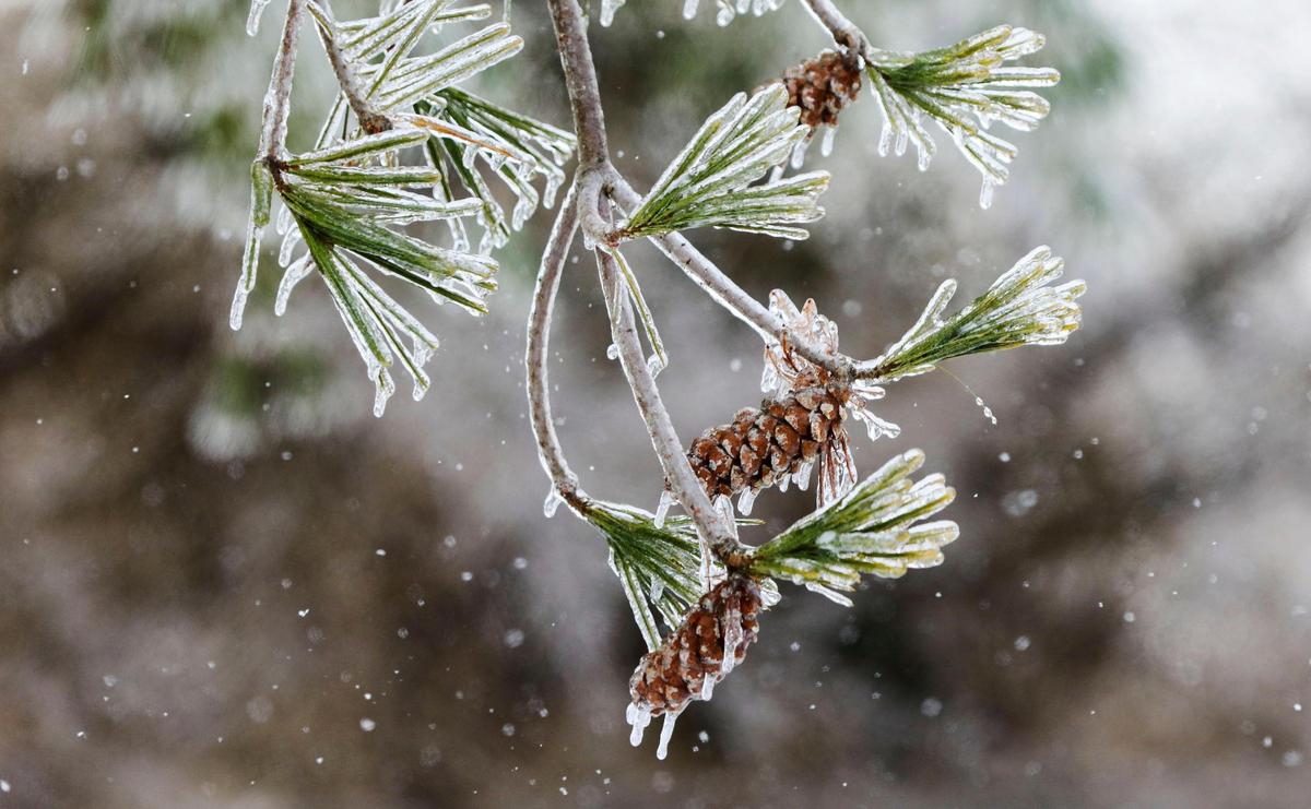 Pine cones on a tree limb are covered in ice at Jacobson Park Friday morning, Feb. 4, 2022 after an overnight winter storm of ice, sleet and snow blanketed the city.