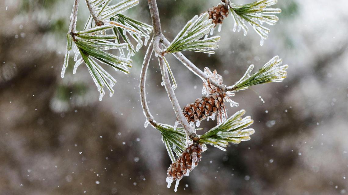 Pine cones on a tree limb are covered in ice at Jacobson Park Feb. 4, 2022, after an overnight winter storm of ice, sleet and snow blanketed Lexington. Here’s what to know about the outlook for a white Christmas this year.
