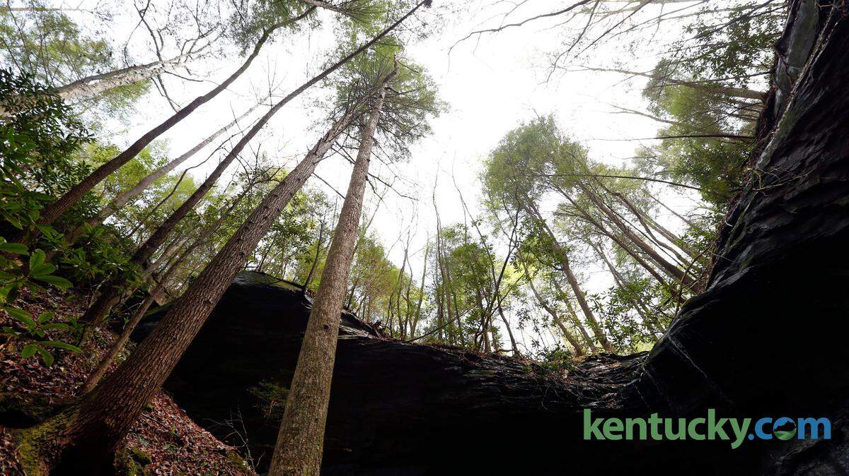Kentucky's hemlocks, such as this stand along the Sheltowee Trace near Cumberland Falls State Resort Park, are threatened by the hemlock woolly adelgid, a caterpillar species. The Kentucky Division of Forestry has mounted an effort to treat affected trees on public land and to encourage private landowners to treat their hemlocks.