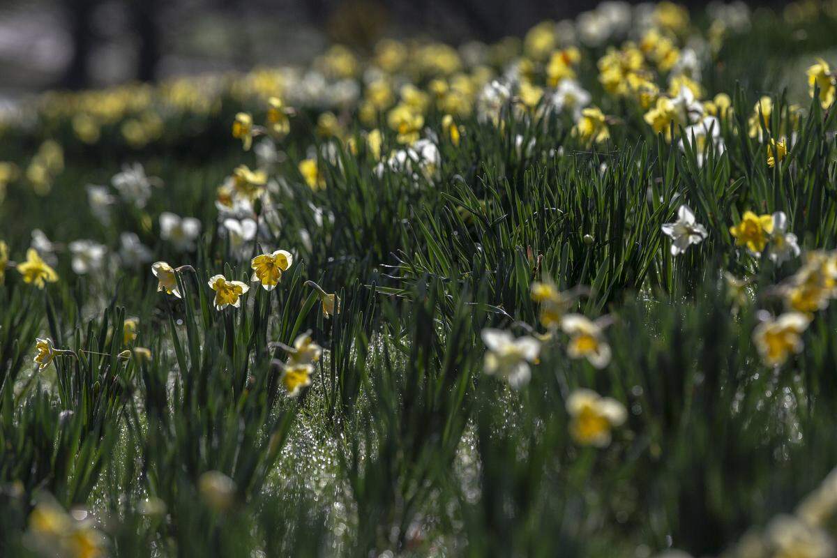 Daffodils at the the Arboretum, State Botanical Garden of Kentucky, are illuminated by the sun Tuesday.