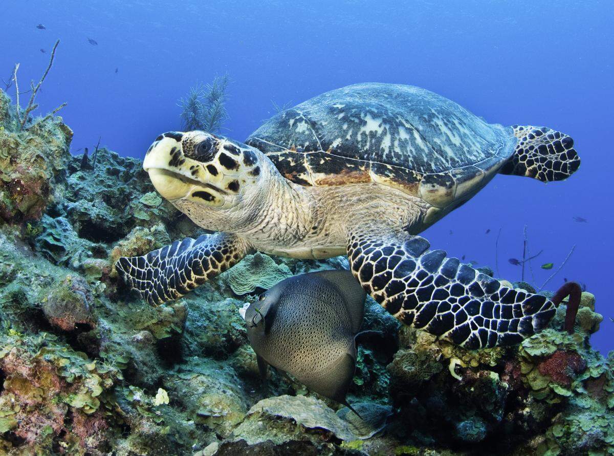 Green sea turtles are a popular sight in the waters around Grand Cayman.