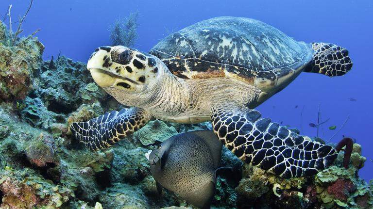 Beaufort man pleads guilty to illegally purchasing green sea turtle head