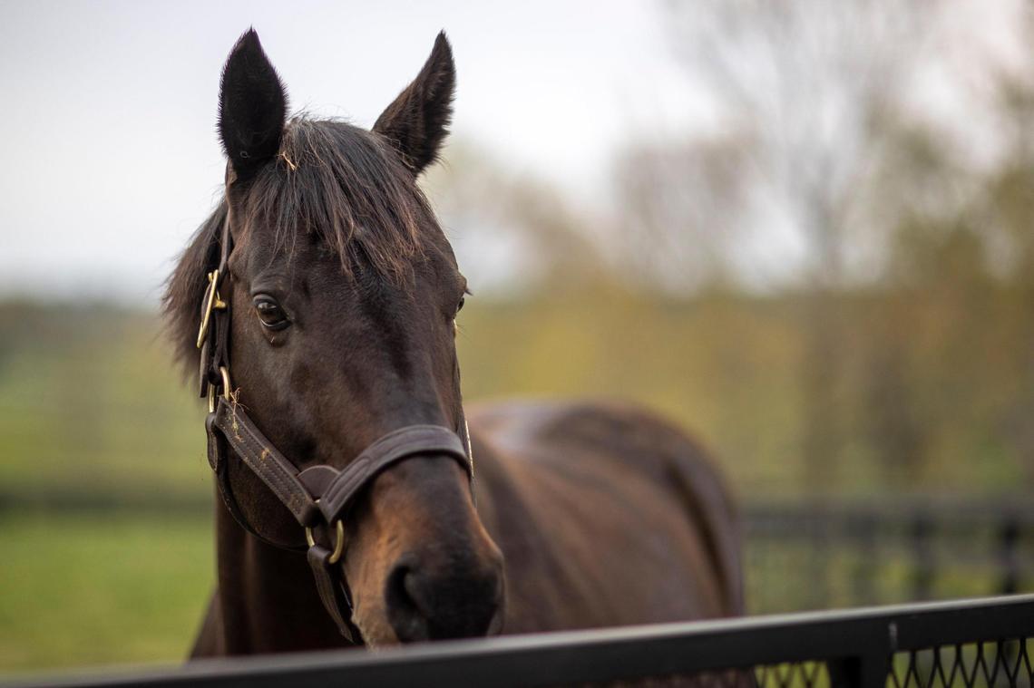 Street Sense, winner of the 2007 Kentucky Derby, took in his surroundings at Jonabell Farm in Lexington this week. Jonabell is also home to 2016 Derby winner Nyquist. While the farm is home to some of the world’s top stallions, its owner, Sheik Mohammed bin Rashid al Maktoum of Dubai, has never won a Kentucky Derby. His Godolphin Stables owns the probable favorite this year in Essential Quality.