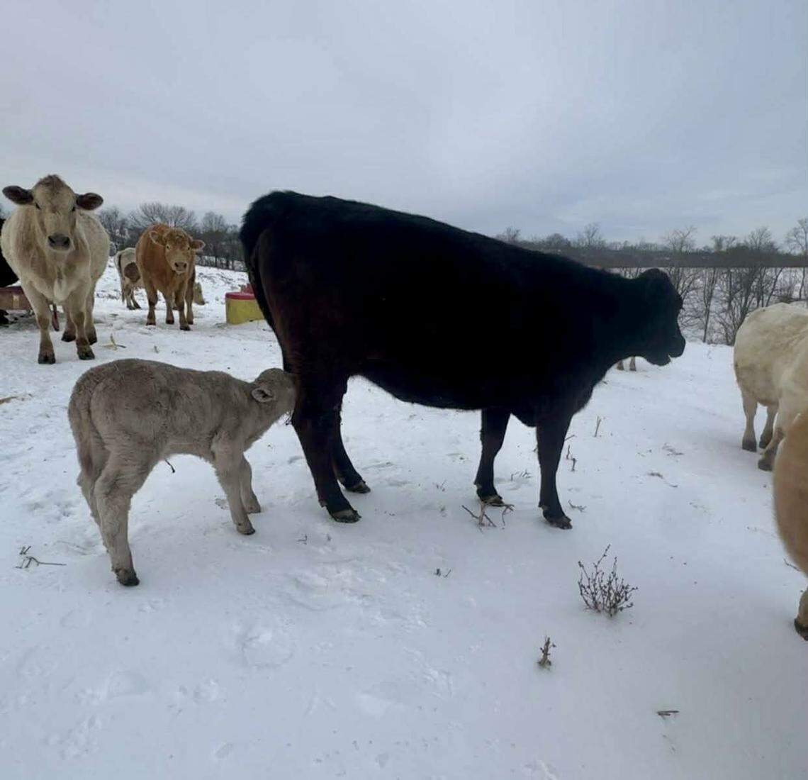 A calf rescued from the cold by Tanner and Macey Sorrell, of Montgomery County, spent a night indoors before being brought back outside to its mother in much better shape. “As soon as her mama heard Sally moo, she came running,” Sorrell wrote. “It was a sweet reunion — the calf went straight to nursing and hasn’t slowed down since.”