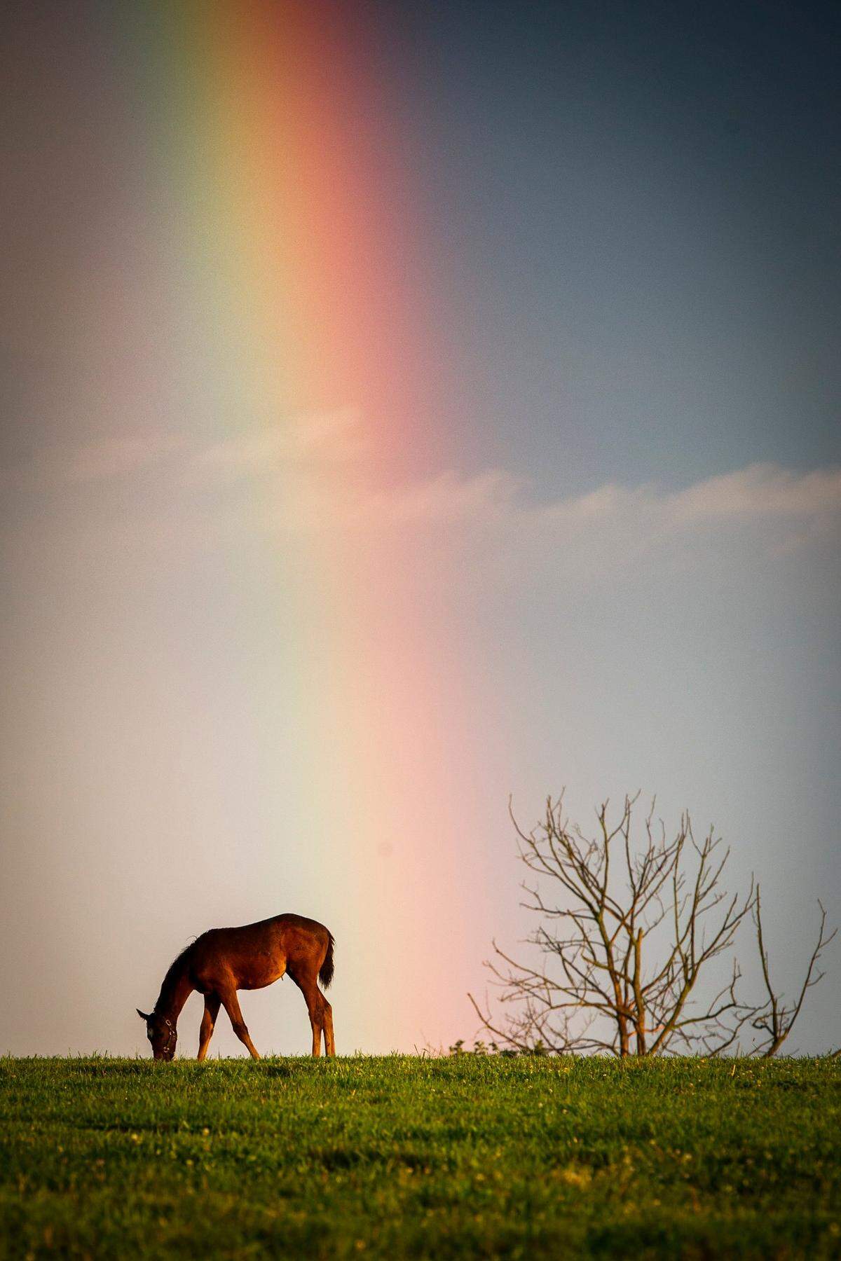 A foal grazes in a field beneath a rainbow following a rainstorm in Lexington. This year’s 19 Kentucky Derby entrants were almost all born on farms in Central Kentucky.