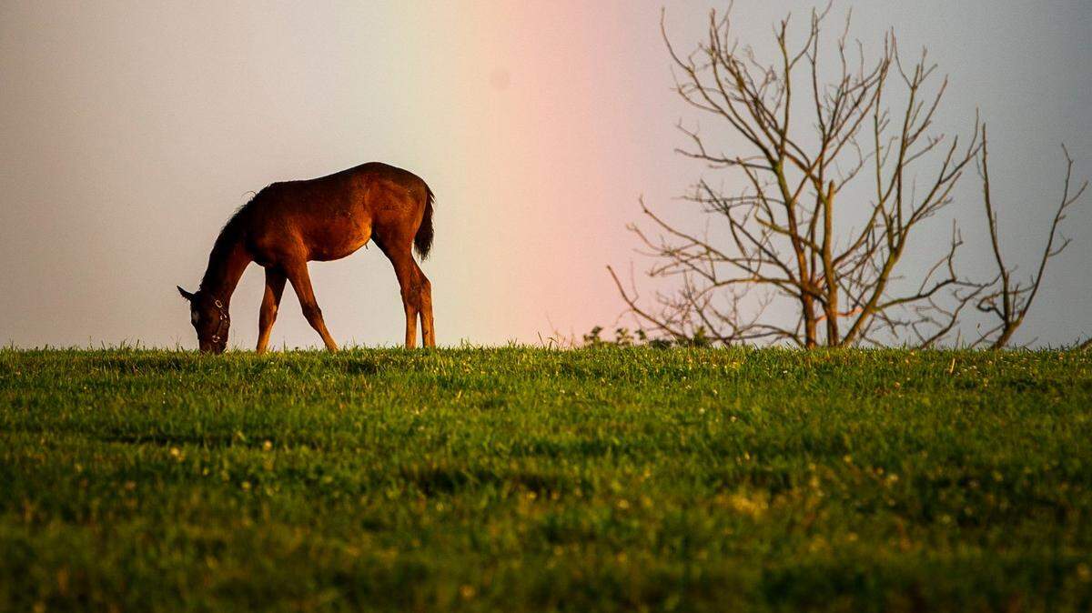 Road to Churchill starts here: Where 2025’s Kentucky Derby contenders were born