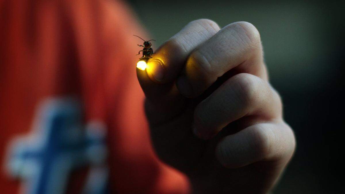 Catching lightning bugs on Thursday June 21, 2007 in Lexington,Ky.  Photo ILLUSTRATION  by Mark Cornelison | Staff  3373