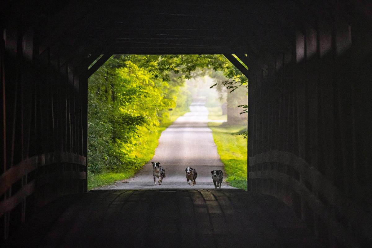Dogs approach the Colville Covered Bridge in Bourbon County, Ky. The bridge, which is open to traffic, was originally built around 1877.
