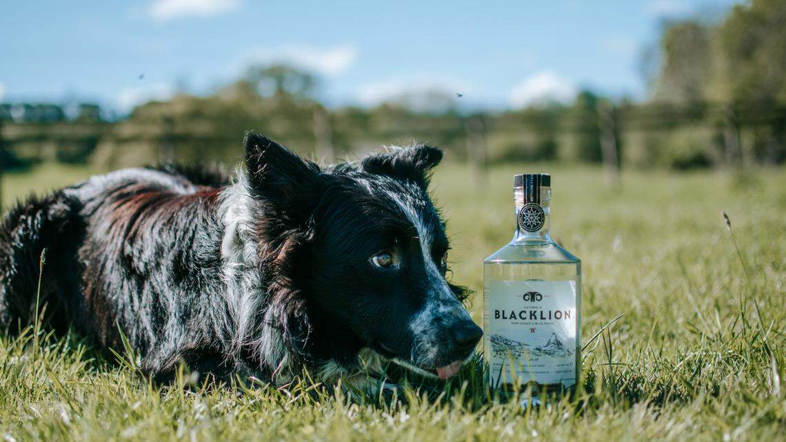 Award-winning sheep’s milk vodka to make U.S. launch in Lexington, plans production