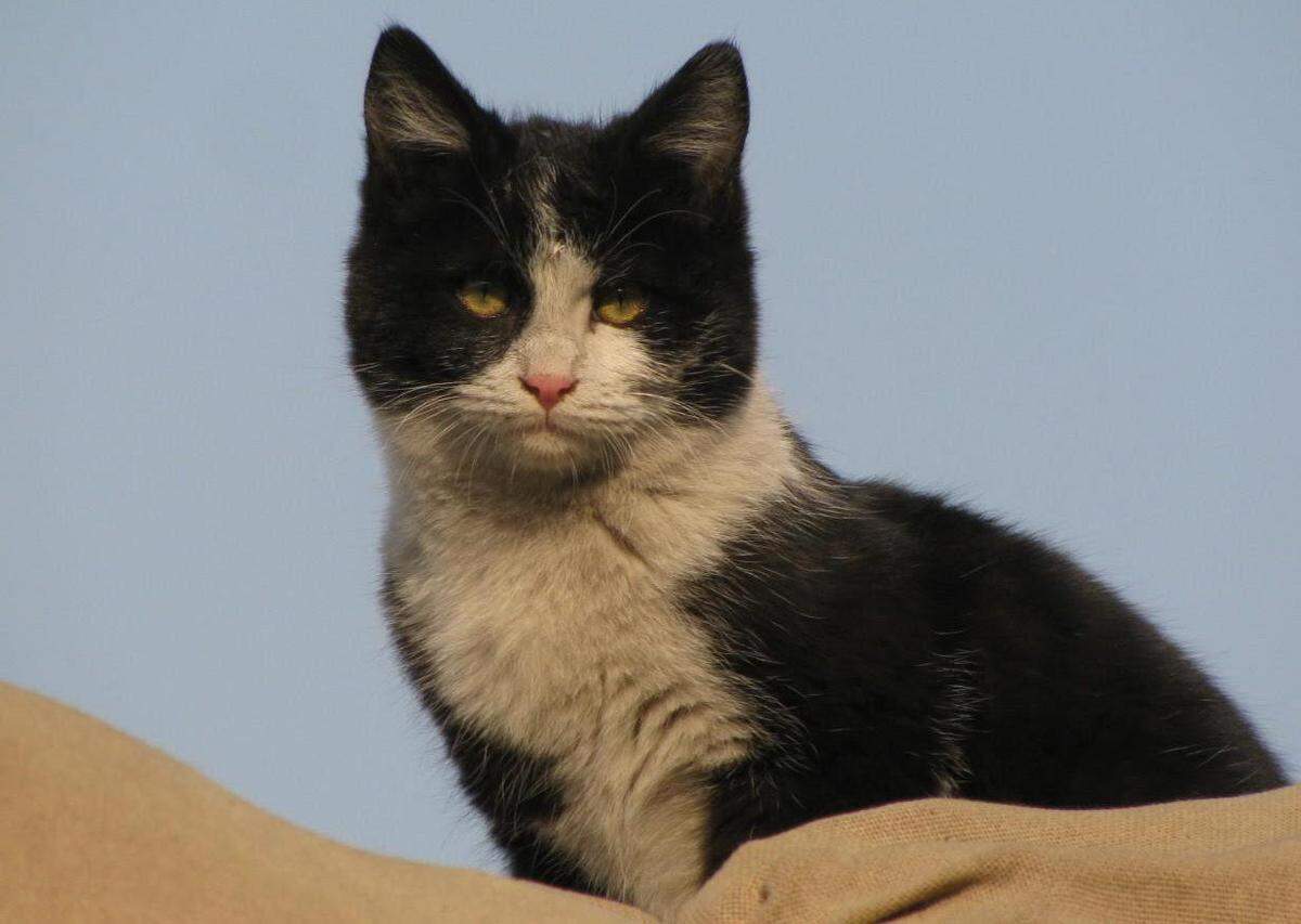 Mooch the Hooch cat grew up on an Afghan military base and made it home to Kentucky with Deborah Alexander.