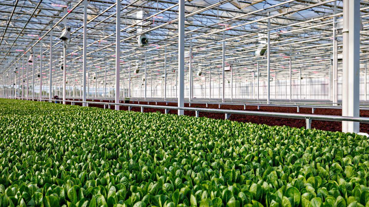 AppHarvest completed the sale of its Berea facility to Mastronardi Produce in December.