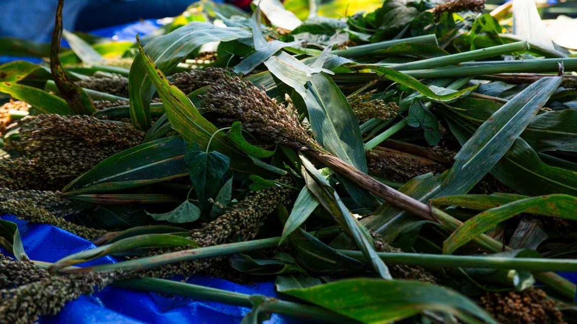 Broomcorn has a coarse, fibrous seed head that is used to make brooms and brushes.