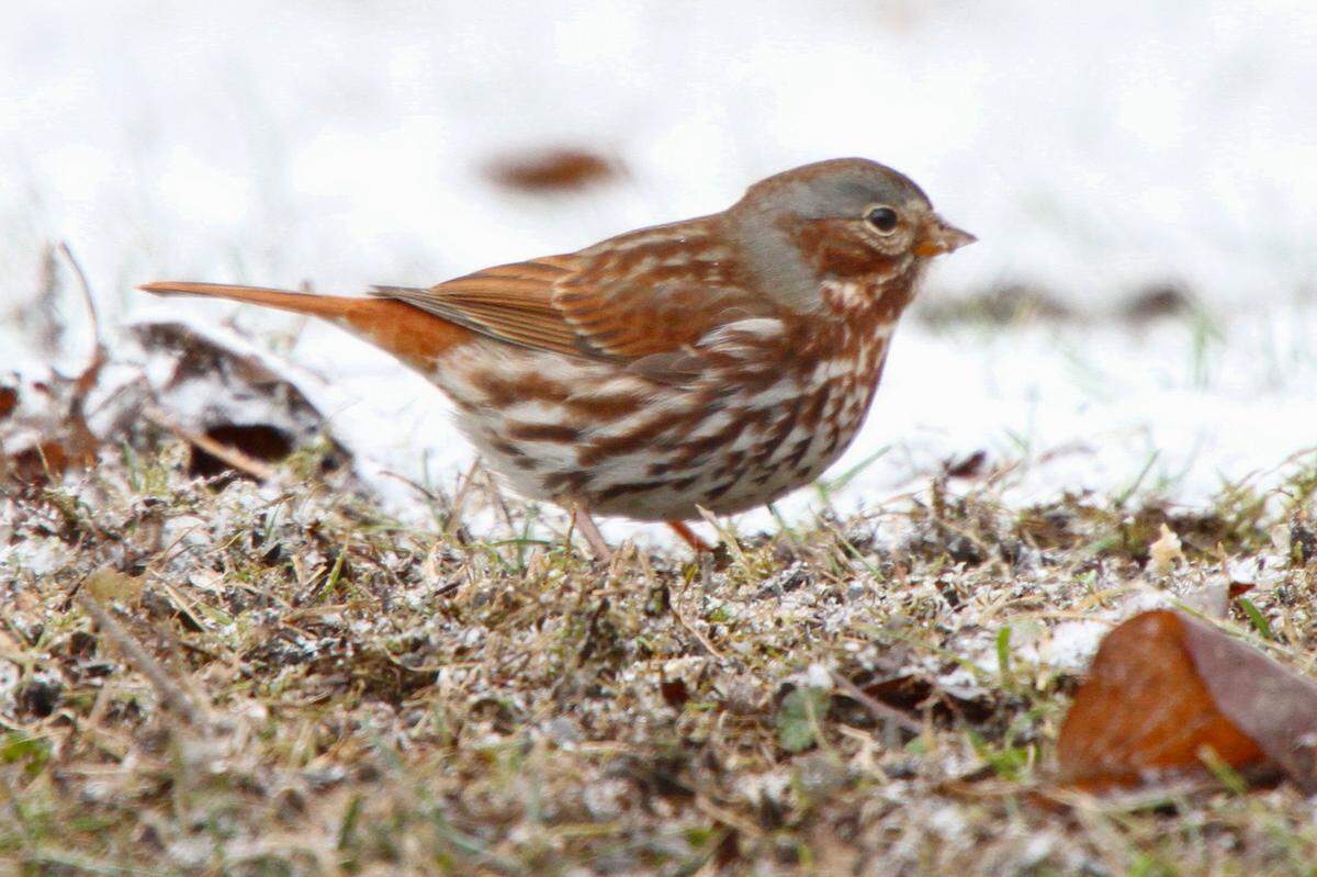 The fox sparrow is often found foraging on the ground.