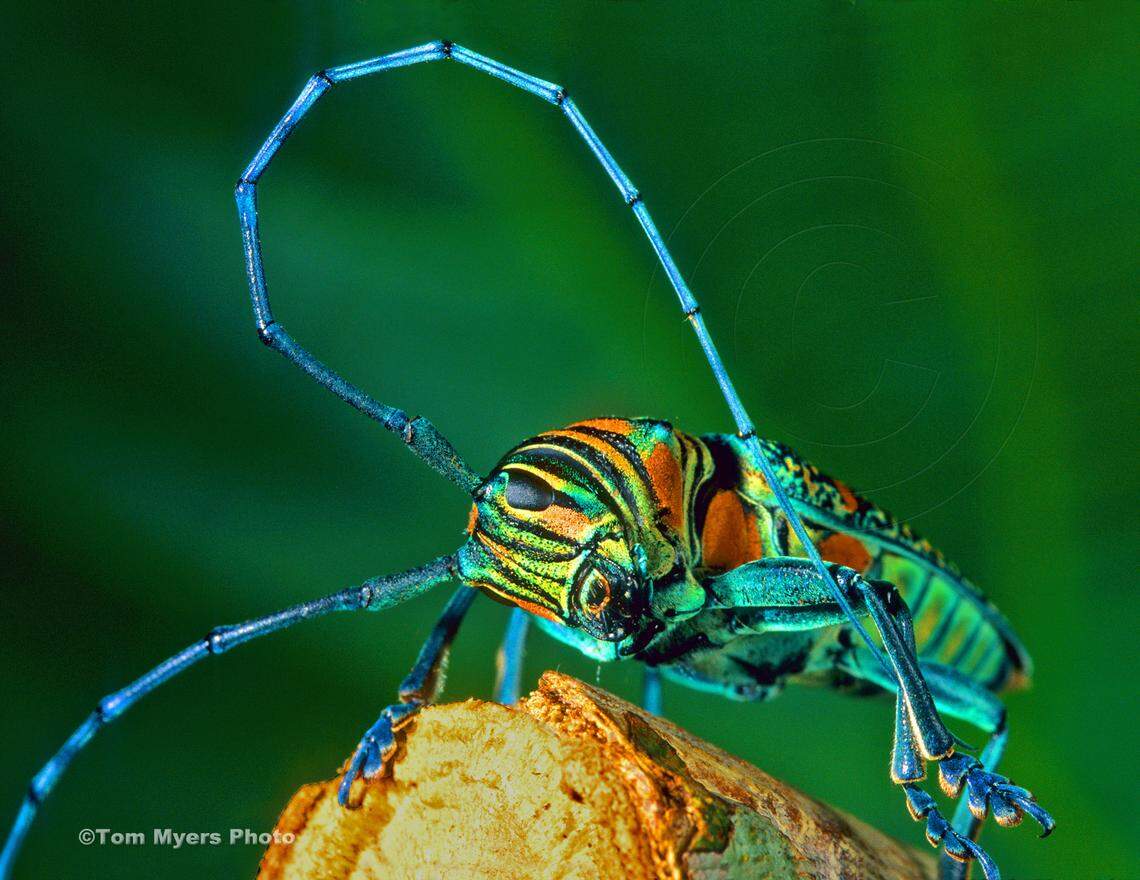 Tom Myers photographed this longhorn beetle in the African nation of Cameroon. Photo courtesy of Tom Myers
