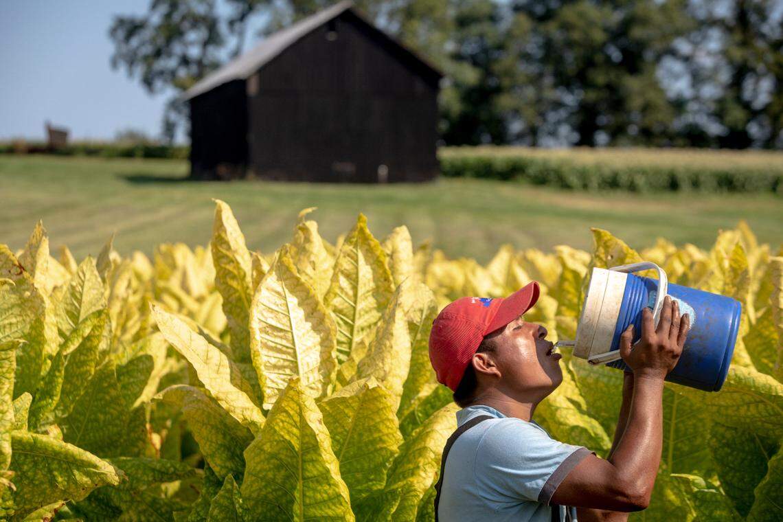 Workers harvest tobacco in Fayette County, Ky., Monday, September 7, 2020.