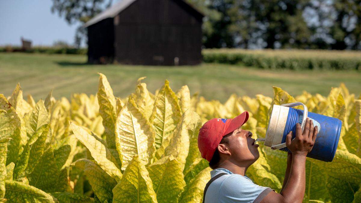 Workers harvest tobacco in Fayette County, Ky., Monday, September 7, 2020.