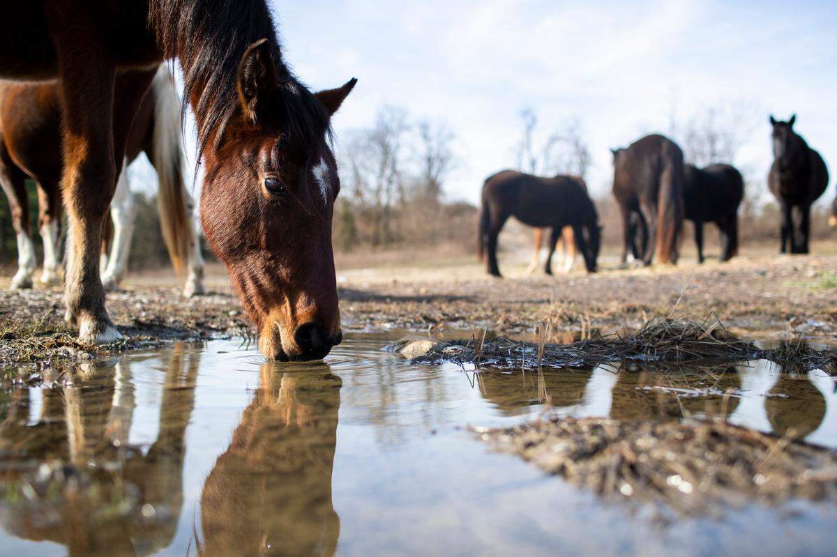 Hundreds of free-roaming horses walk on mountaintops and graze on reclaimed mine land in southeastern Kentucky near Elk View in Breathitt County, Ky., Tuesday, December 13, 2022. Non-profit the Appalachian Horse Project feeds and cares for the horses, especially in the winter time when grass on the mountaintop is more scarce.