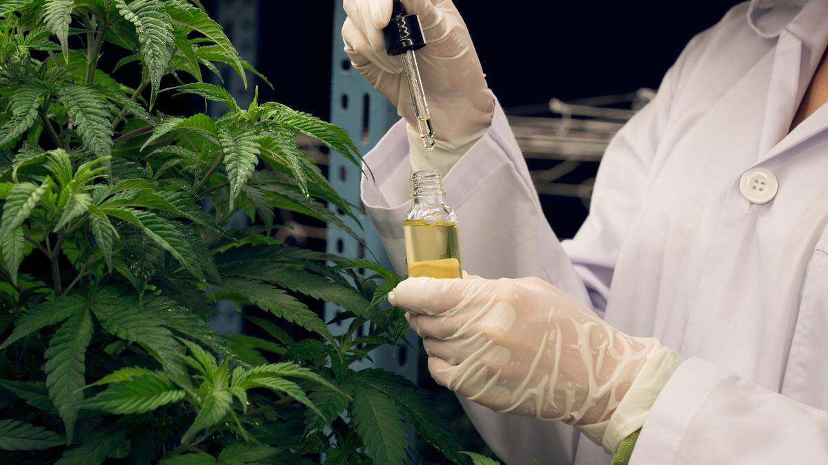 In this stock photo, a scientist inspects a bottle of CBD oil within an indoor medical cannabis farm.