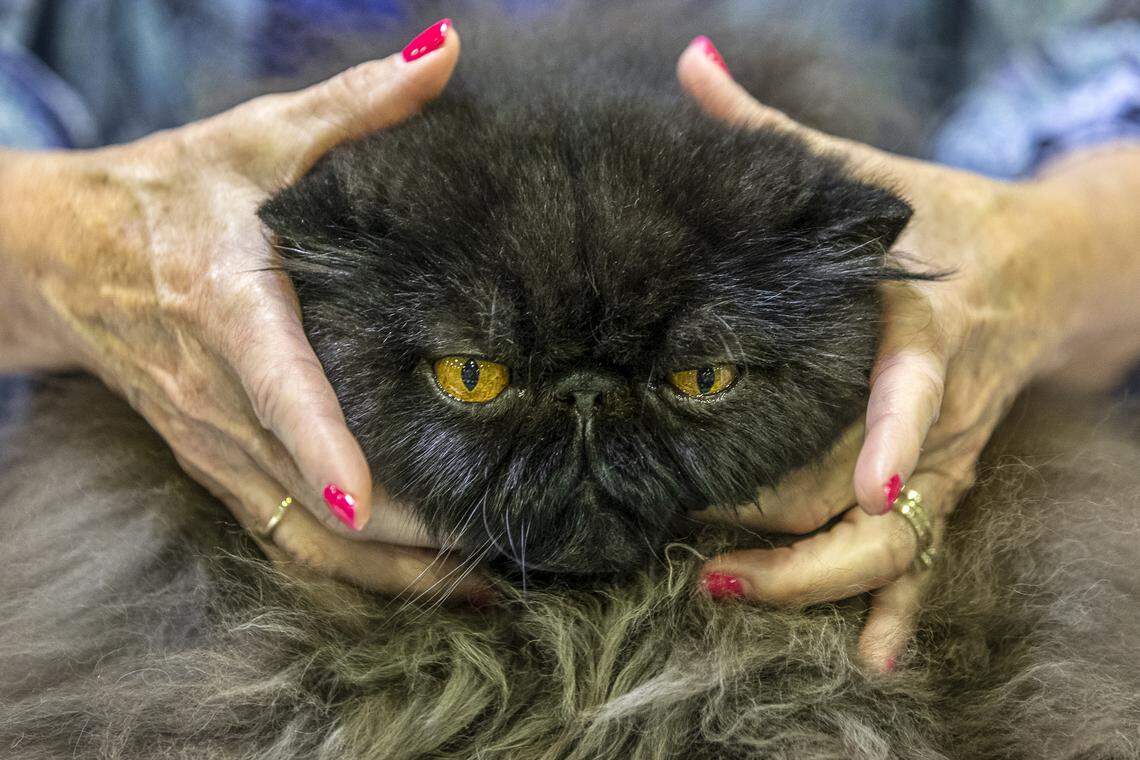 The annual Triple Crown Cat Fanciers CFA Allbreed Cat Show is this weekend.