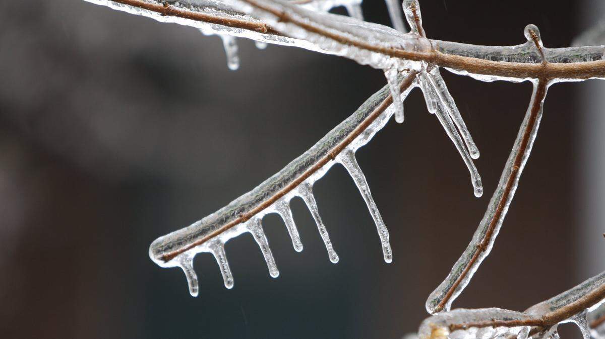 Ice on branches during a 2009 ice storm in Kentucky.