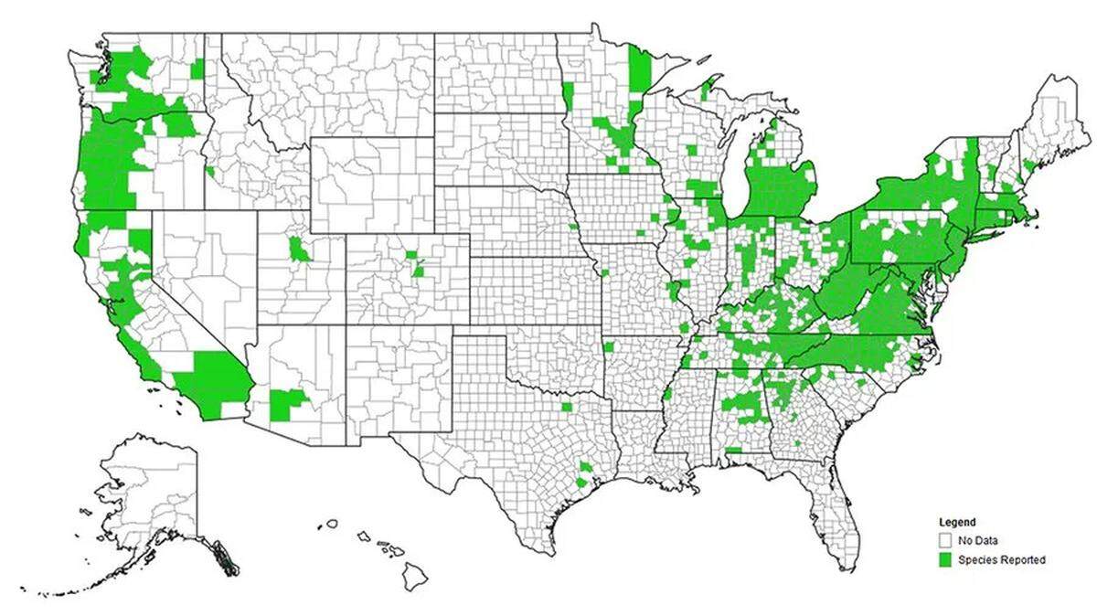 A map displaying the U.S. counties where the Brown Marmorated Stink bug has been detected as of 2017. The range of this invasive species ranges up and down the country's east and west coasts. 