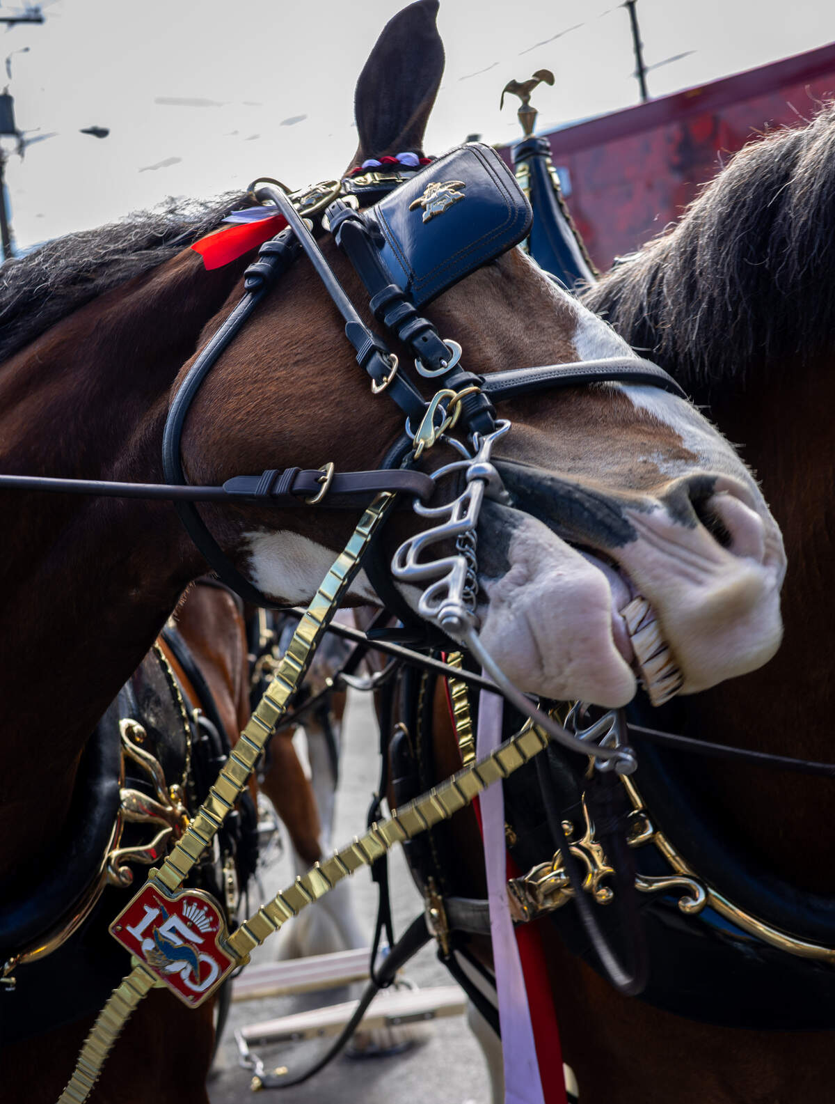 A horse reaches its head over towards a nearby horse while showing its teeth. The horse wears a black leather bridle that has blinders and a brass chain with a “150” emblem on it.