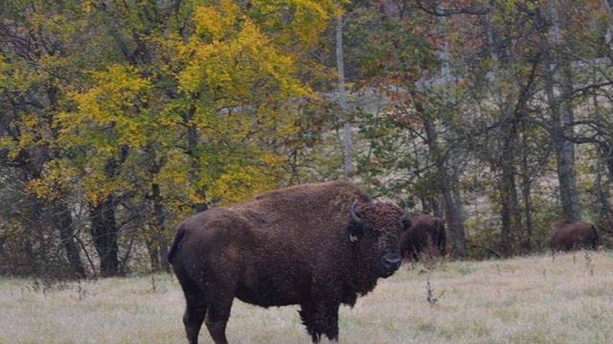 A public auction to reduce the size of Land Between the Lakes’ bison herds will take place Feb. 11.