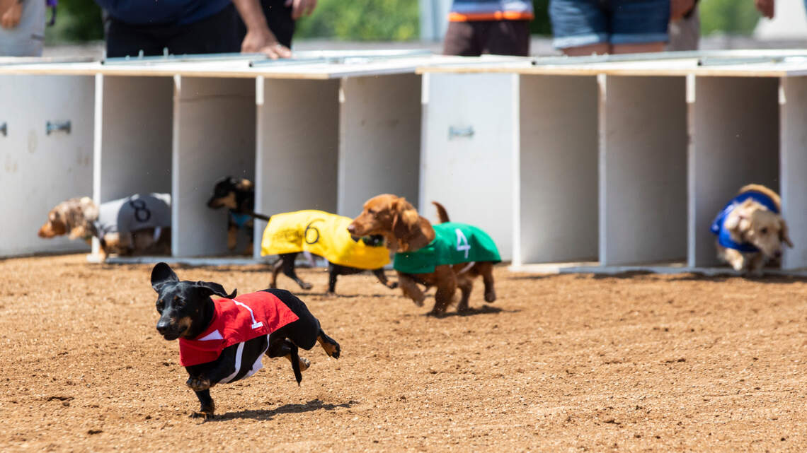 The 15 best things to do in and around Lexington this weekend