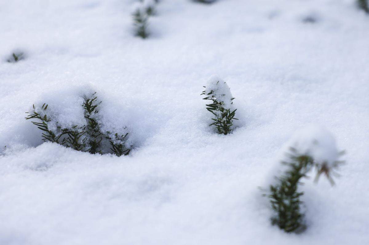 Snow covers trees in Lexington, Ky., Friday, Dec. 12, 2025.