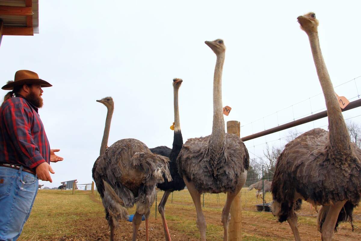 W.D. King corrals a flock of ostriches in one of the Alpha Roost Farms pens near Danville.