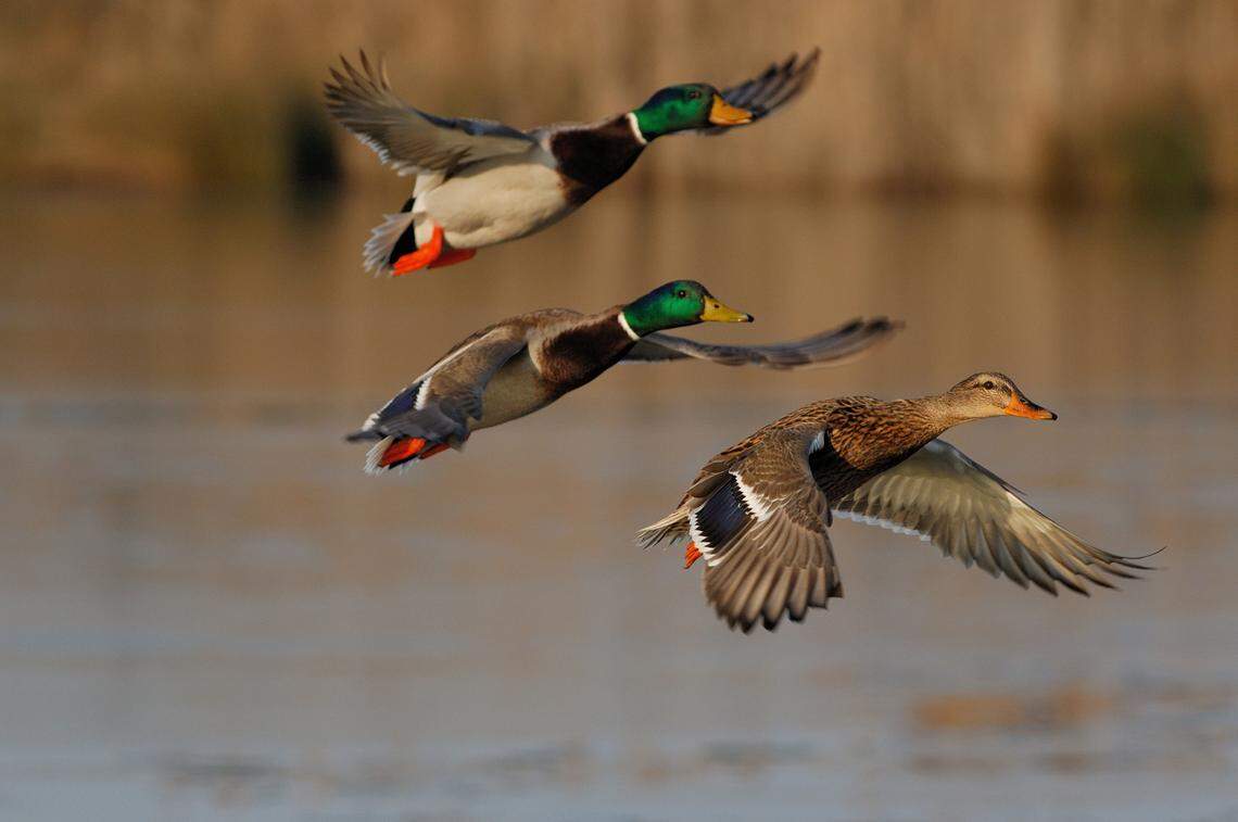 Mallard ducks take flight over a body of water in this stock image from Getty Images.