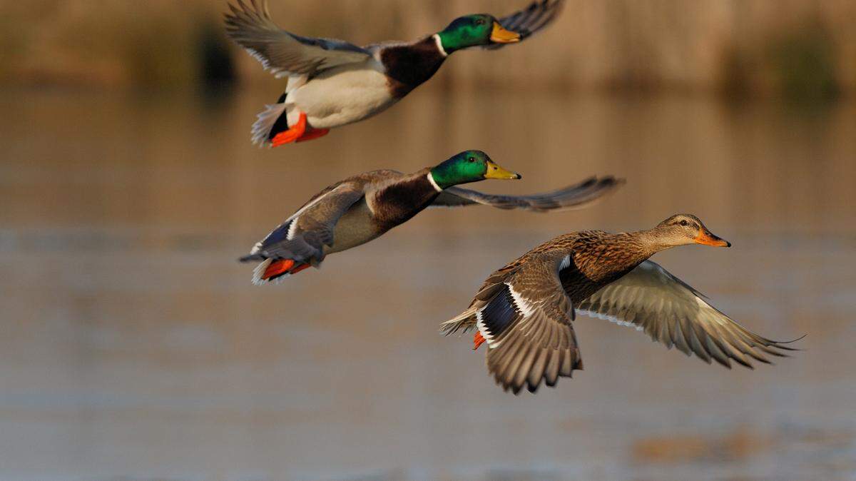 Mallard ducks take flight over a body of water in this stock image from Getty Images.