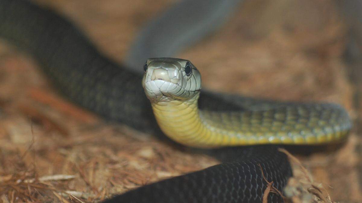 A Jameson mamba snake that lives at the Kentucky Reptile Zoo in Slade.