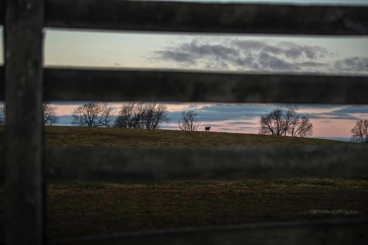 A horse stands in a field in Fayette County on Wednesday, Jan 20, 2021.