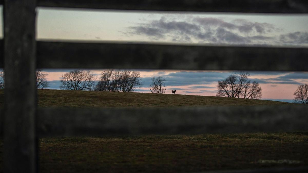 A horse stands in a field in Fayette County on Wednesday, Jan 20, 2021.