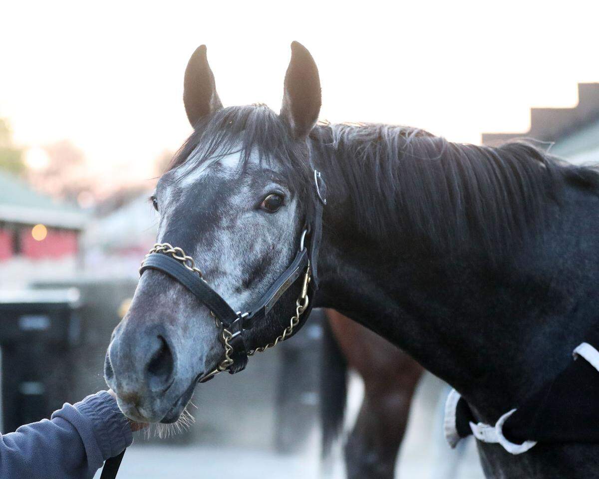 Barber Road is owned by former Walmart CEO Bill Simon. He’s a 30-1 shot racing from post position No. 14.