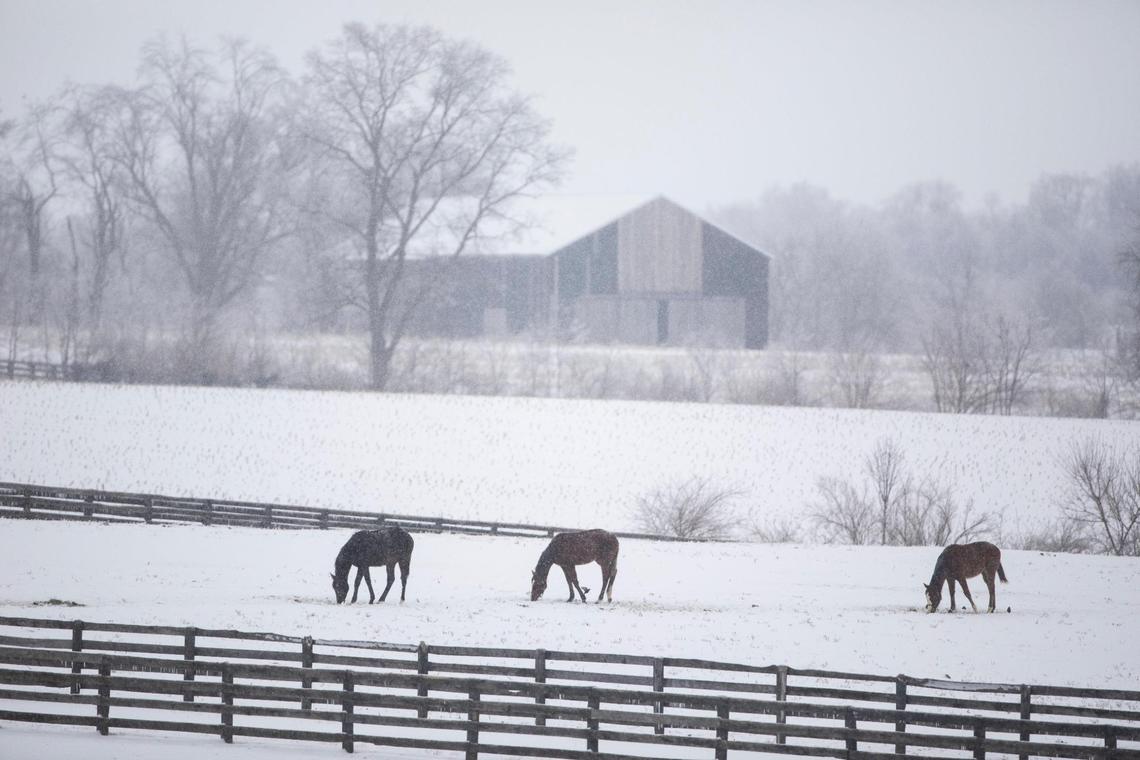 Horses grazed in a snow-covered field along Georgetown Road outside of Lexington.