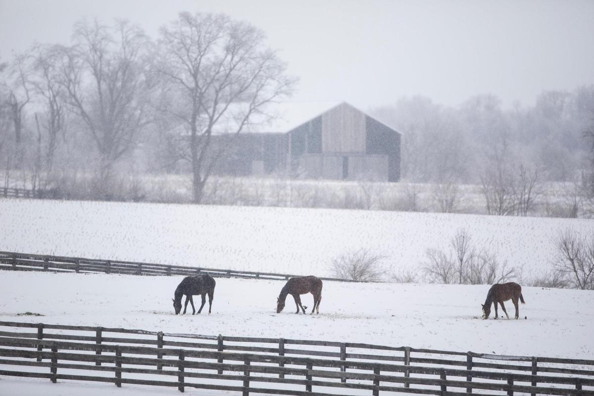 Horses grazed in a snow-covered field along Georgetown Road outside of Lexington.