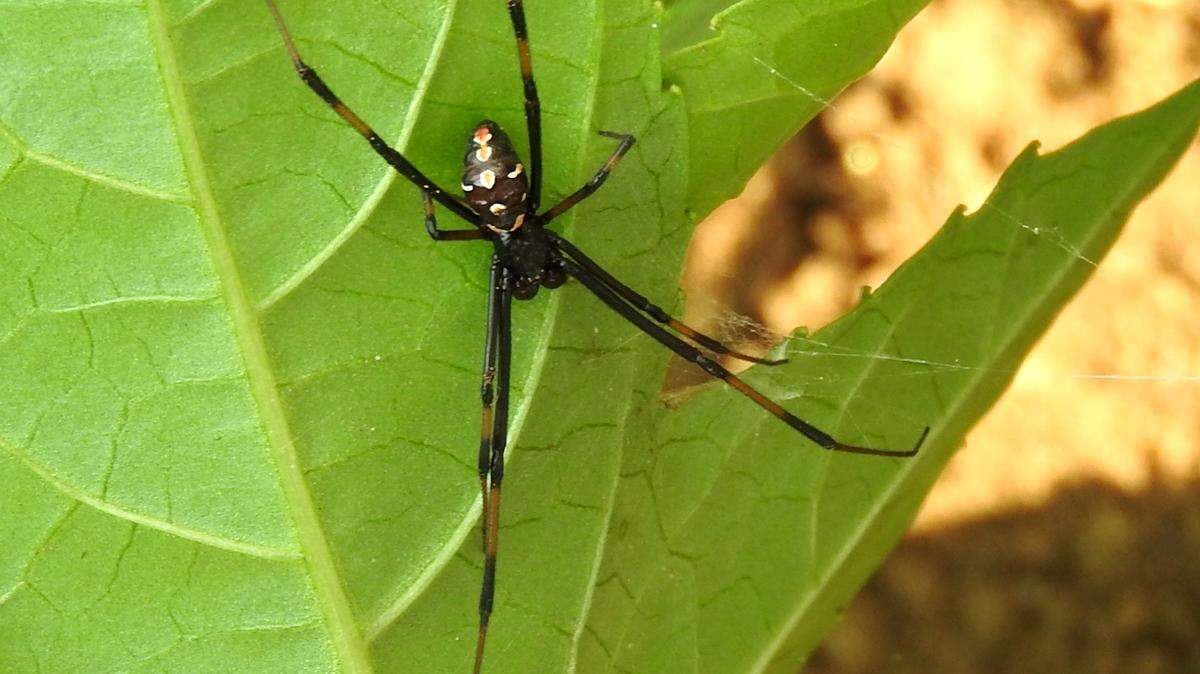The image depicts a male southern black widow spider.