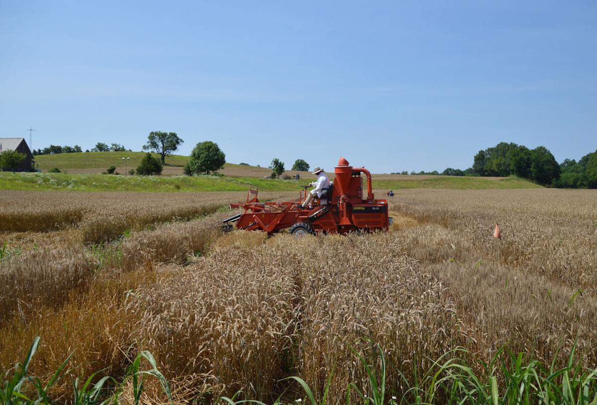 A small research combine harvested wheat in the Maker’s Mark’s small experimental field that grew 28 varieties of wheat in June 2021.