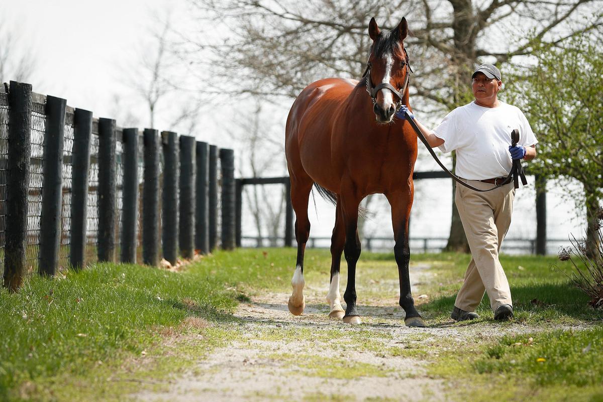 Oscar Performance is lead to a breeding shed by Daniel Delgado Friday to breed with Memorial Wall at Mill Ridge Farm. This is the height of Kentucky’s Thoroughbred breeding season, when next year’s crop of foals is created. Shutting down now “would devastate the industry,” said Headley Bell of Mill Ridge.