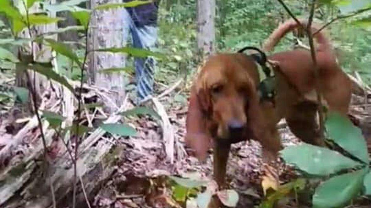 Hunter, a rescue dog for the Estill County Rescue Squad, has been missing for over a day and may have been stolen.