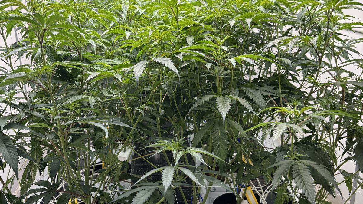 Rows of maturing medical marijuana plants at VS Kentucky Ops in Jessamine County.