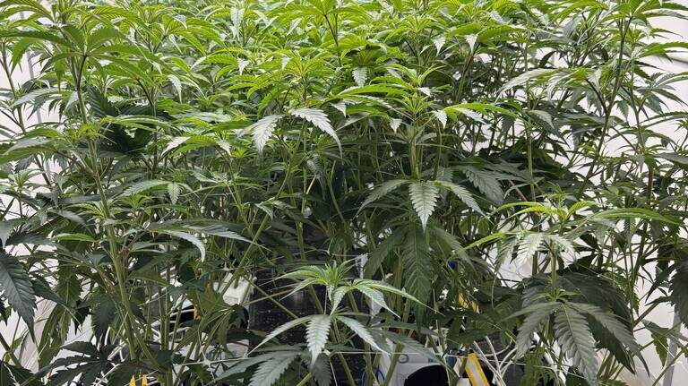 Lexington’s first dispensary to open. Everything to know about medical cannabis in KY