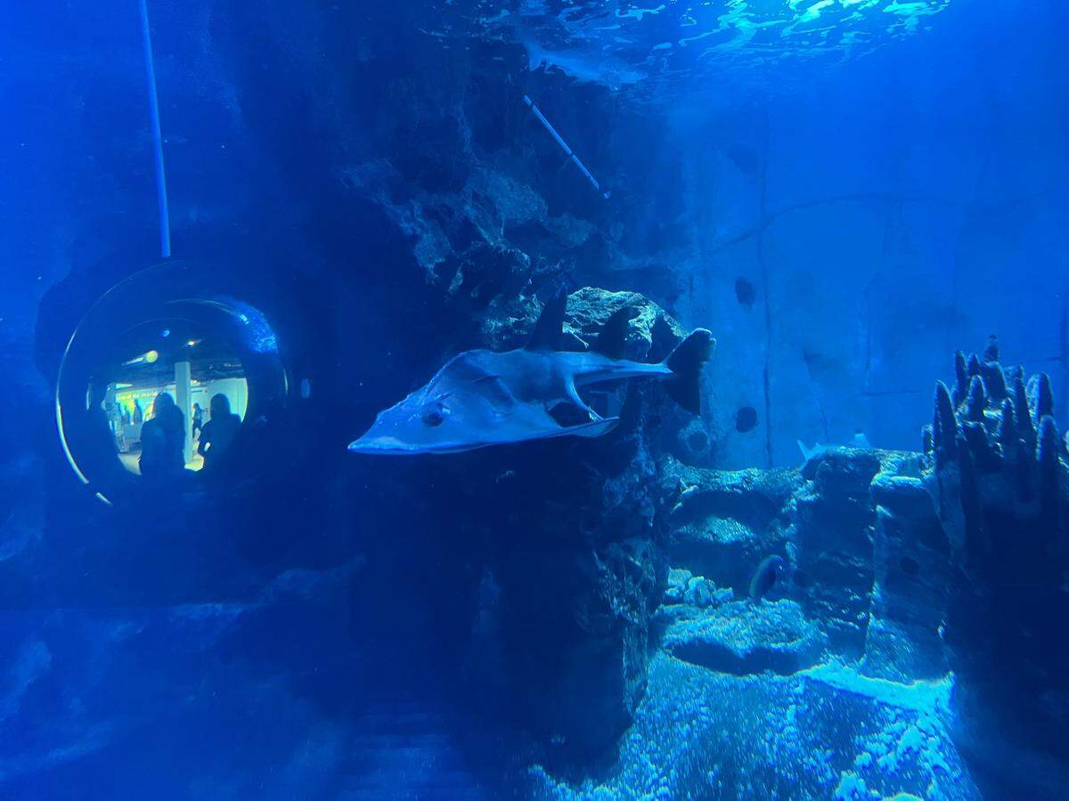 A shark ray swims at the Newport Aquarium. 